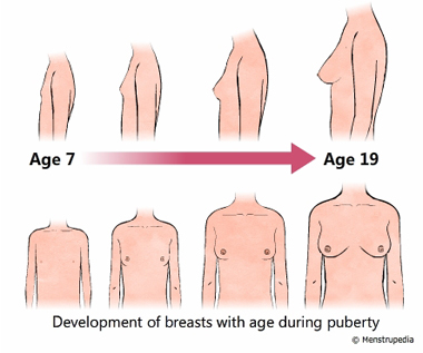 puberty-breast